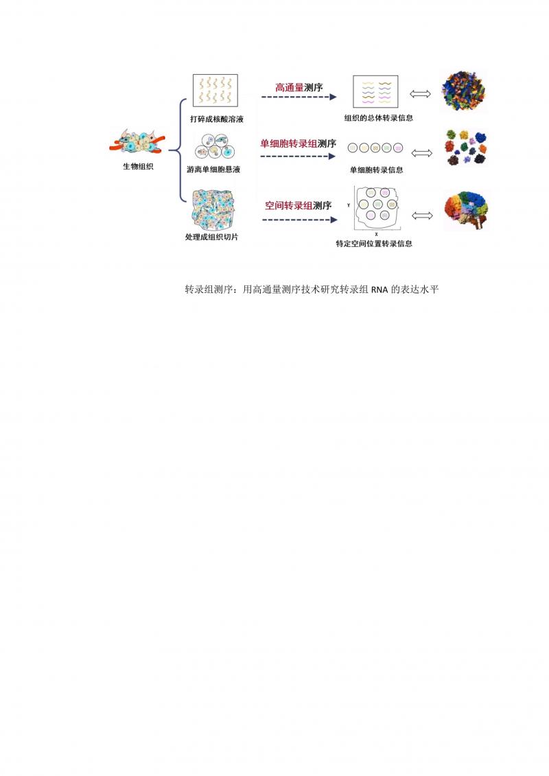 基于微流控技术的空间转录组测序生物芯片_02.jpg